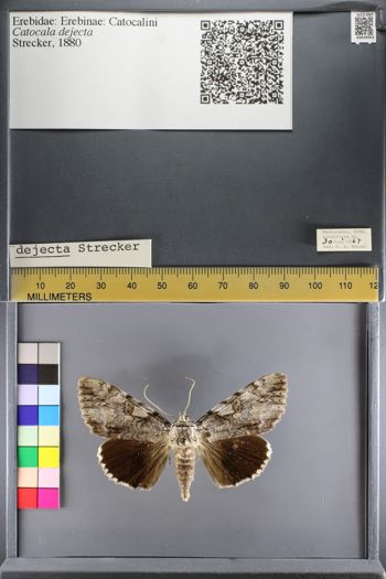 Media type: image;   Entomology 639953